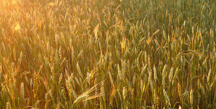 Champs de blés anciens