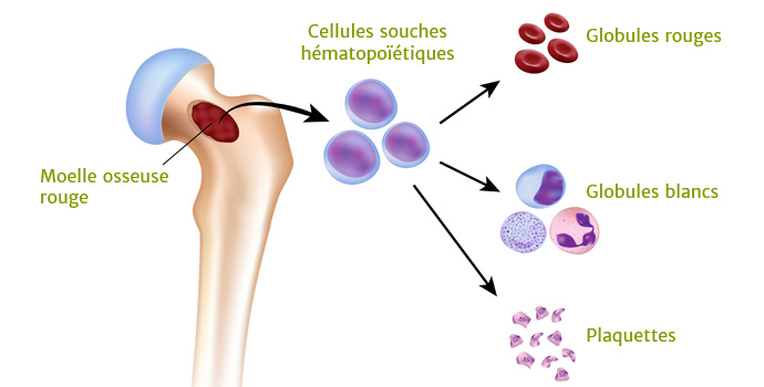 Connaître les cellules de notre sang