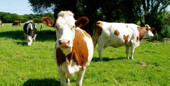 vache-lait