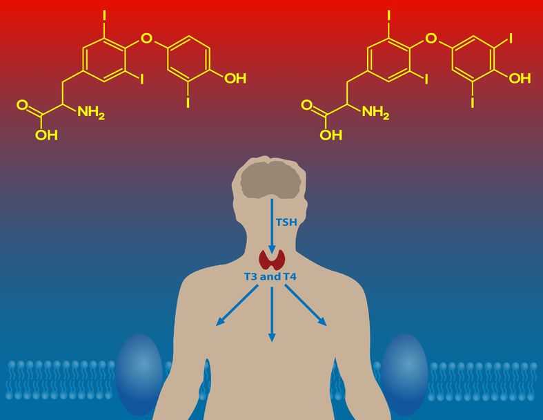 Hormones